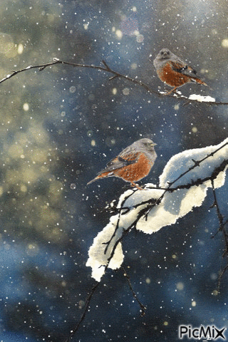 Winter Birds - Bezmaksas animēts GIF