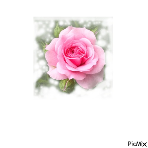 Rose - фрее пнг