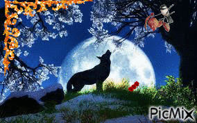loup la nuit - GIF animado grátis
