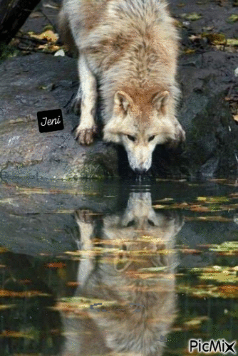 Wolf - Gratis animeret GIF