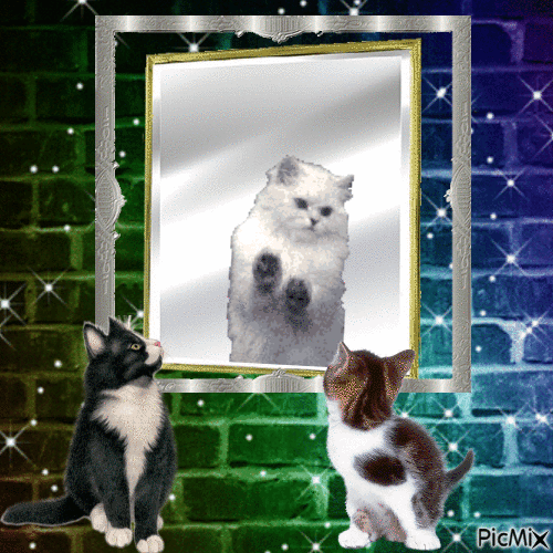 Cat In the mirror - Animovaný GIF zadarmo