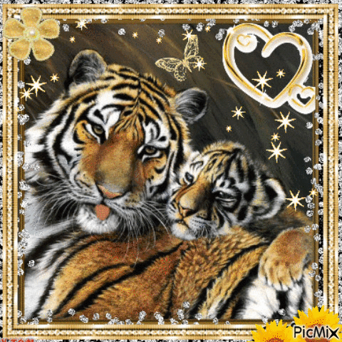 tigers - Gratis geanimeerde GIF