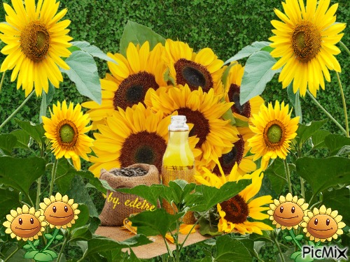 Sonnenblumen - kostenlos png
