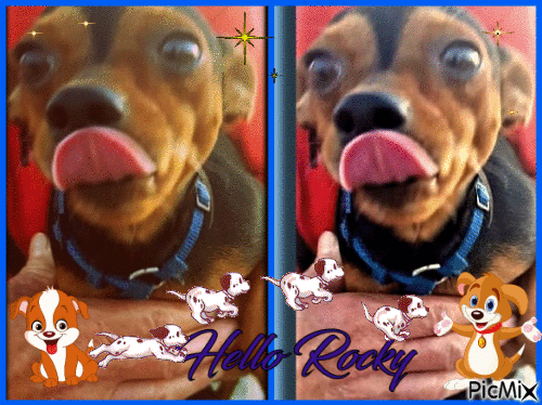 Rocky de Rocco - GIF animado grátis