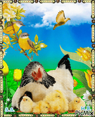 Hen mother and her chickens. - GIF animate gratis