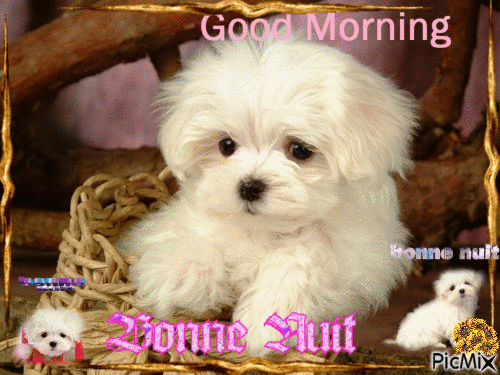 **** GOOD MORNING... BONNE NUIT...!!!! **** - Free animated GIF