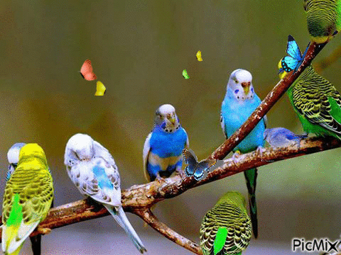 pássaros - GIF animado gratis