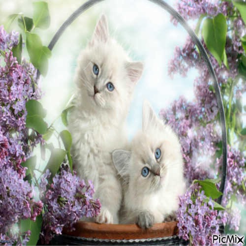 lilac kittens - gratis png