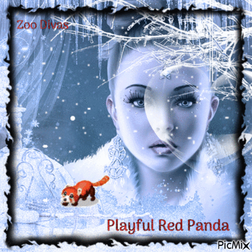 Playful Red panda - Бесплатный анимированный гифка