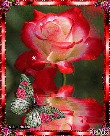 Red and pink rose. - Gratis geanimeerde GIF