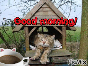 Good morning cat - GIF animé gratuit