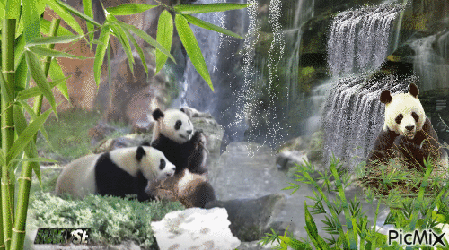 les pandas - Free animated GIF