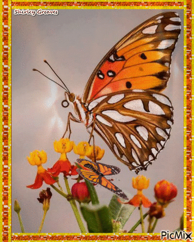 Orange butterfly - PicMix