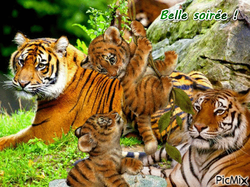 Des tigres - GIF animado grátis