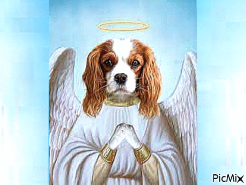 Dog Angel - Nemokamas animacinis gif