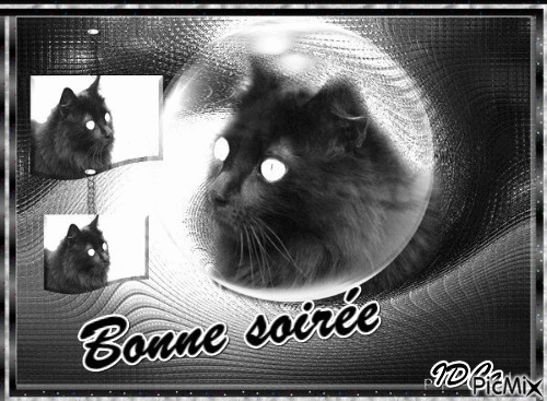 Bonne soirée  les chatons - Bezmaksas animēts GIF