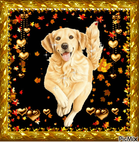 Golden dog. - Безплатен анимиран GIF