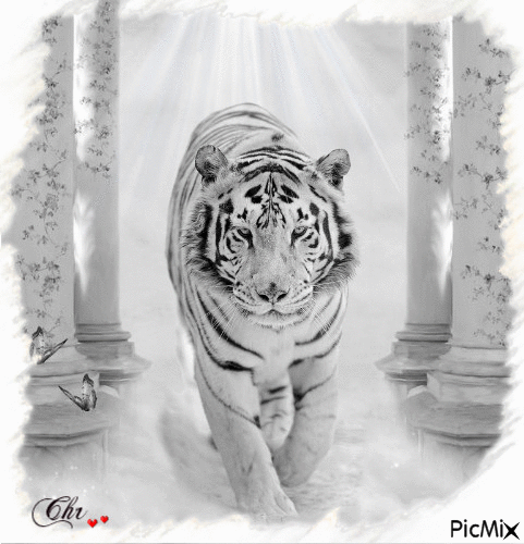 Le tigre blanc - 免费动画 GIF