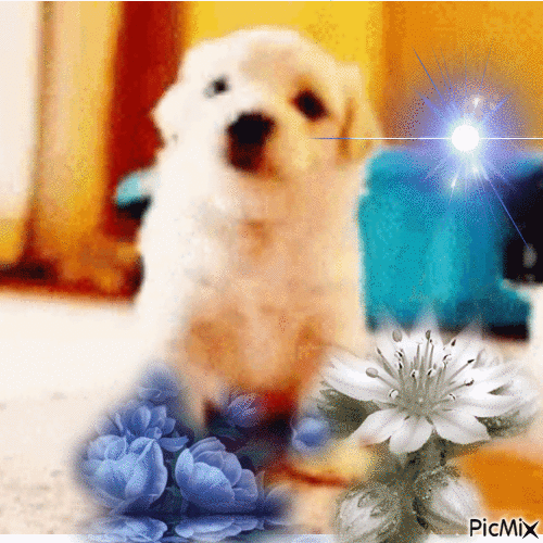 puppy chiot - Gratis geanimeerde GIF
