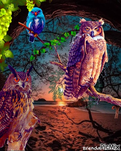 OWL - darmowe png