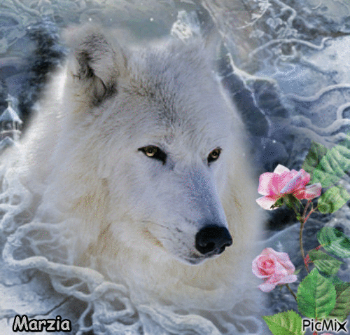 Le loup blanc et la rose - Δωρεάν κινούμενο GIF