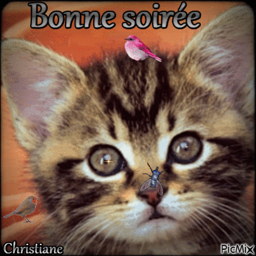 BONNE SOIREE 20 11 - 無料のアニメーション GIF