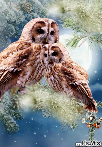 winter owl - ingyenes png