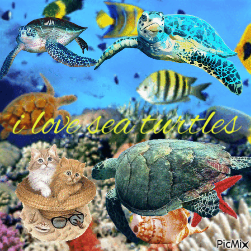 i love sea turtles - Gratis geanimeerde GIF