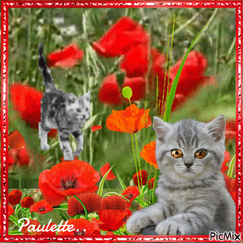 chats dans les coquelicots - Free animated GIF