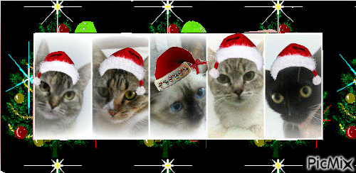 natal cats - GIF animé gratuit