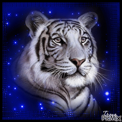 Tiger - Gratis animerad GIF