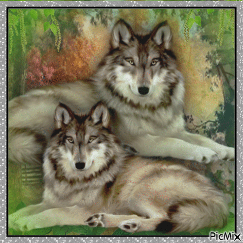 Concours : Deux loups - Ingyenes animált GIF