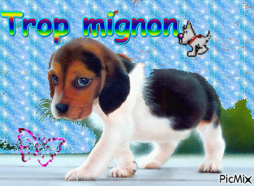 chiot trop mimi - Free animated GIF
