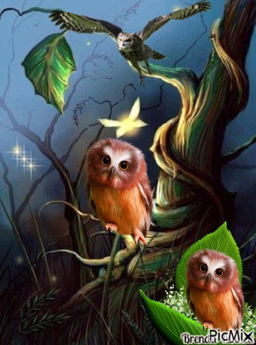 Fantasy owl - darmowe png