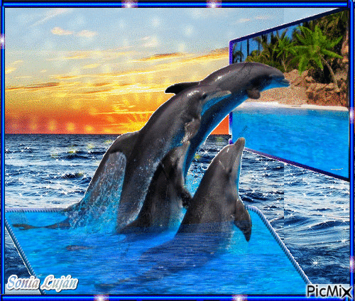 Dolphins - Бесплатный анимированный гифка