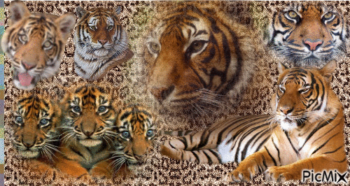 tigre - Δωρεάν κινούμενο GIF