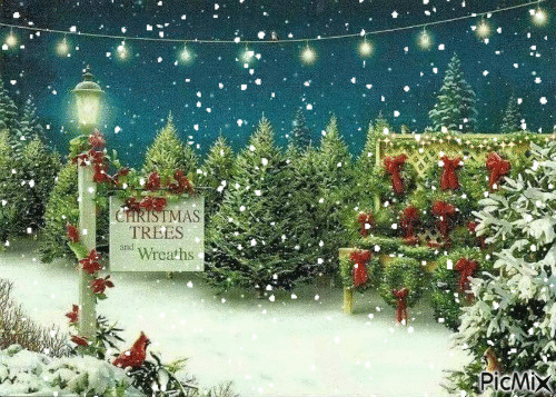 Christmas Trees/Snow - Free animated GIF