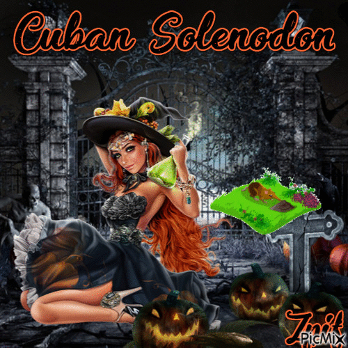 Cuban solenodon - Бесплатный анимированный гифка