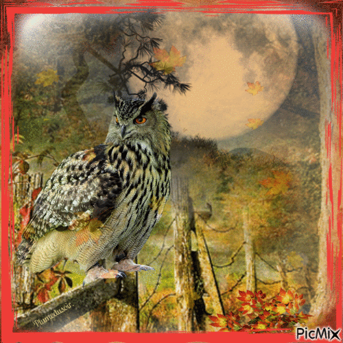 Hibou et lune en automne. - GIF animasi gratis