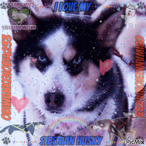 Siberian Husky - Безплатен анимиран GIF