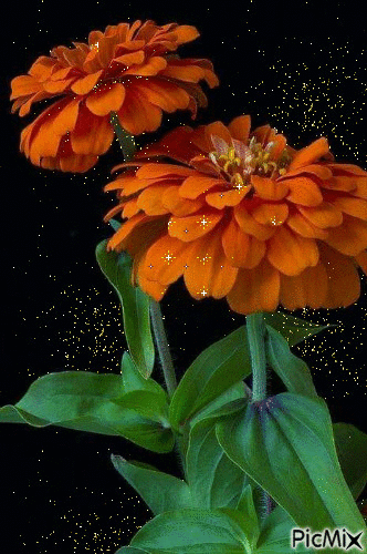 virág - Gratis geanimeerde GIF