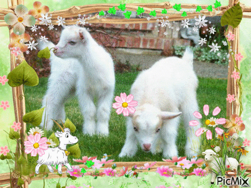 les petite chèvres blanche - GIF เคลื่อนไหวฟรี