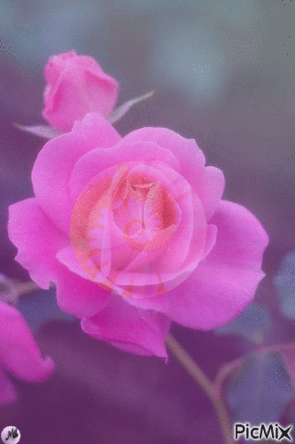 Rosa - Gratis geanimeerde GIF