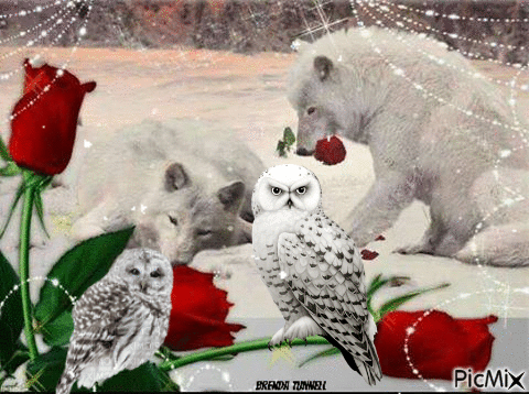 The rose Owl - Free animated GIF