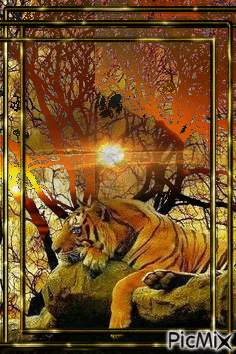Puesta de sol y tigre. - Animovaný GIF zadarmo