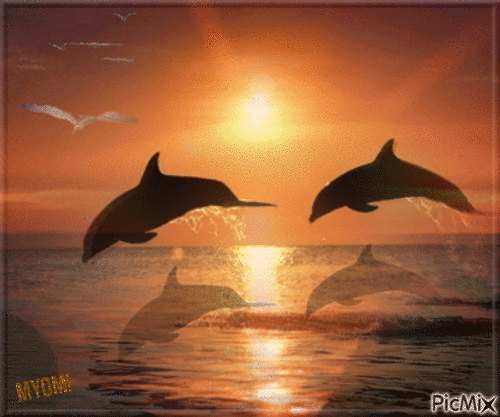 dauphins - Animovaný GIF zadarmo