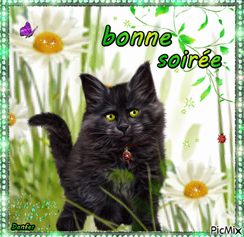 chat bonne soirée - Zdarma animovaný GIF