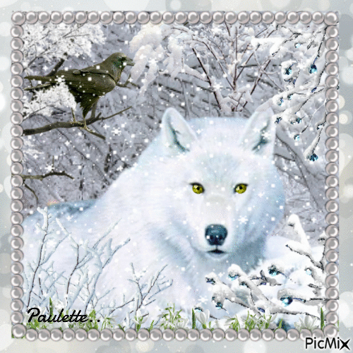 loup blanc - Ilmainen animoitu GIF