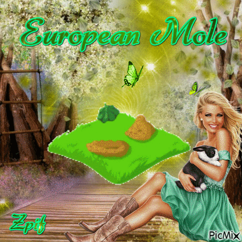 European Mole - Бесплатный анимированный гифка