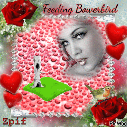 Feeding Bowerbird - GIF เคลื่อนไหวฟรี
